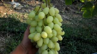 Виноград зарница: описание сорта, фото, отзывы