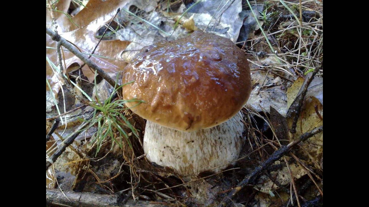 Рецепты и способы приготовления белого гриба