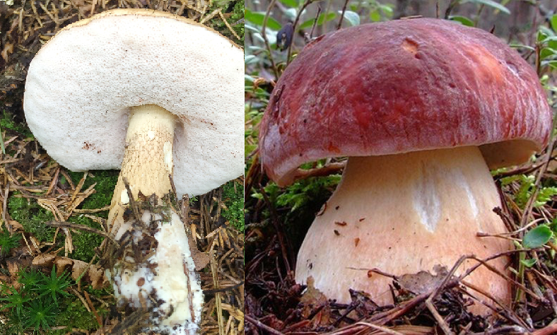 Грибы рядовки - 81 фото одного из самых разнообразных грибов