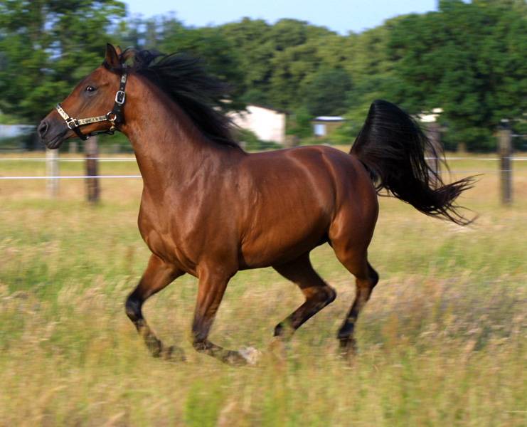 Сколько живут лошади? продолжительность жизни диких и домашних коней