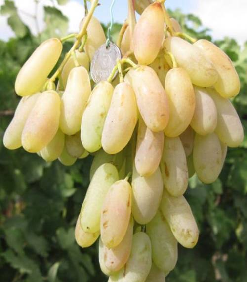 Виноград дамские пальчики описание сорта хусайне белый, характеристика, особенности выращивания