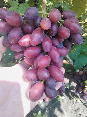 Виноград талдун: описание сорта, фото, отзывы