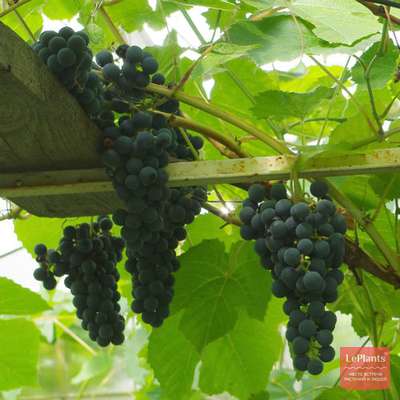Гордость донских виноделов – цимлянский черный виноград