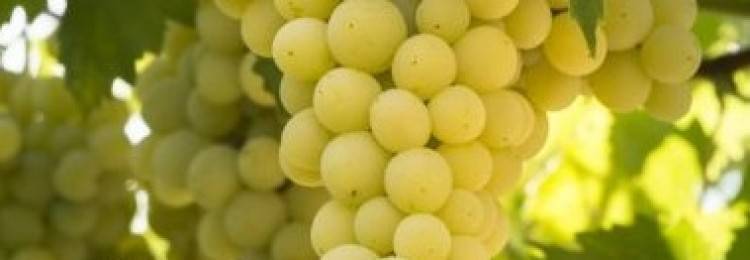 Выращивание винограда солярис - журнал садовода ryazanameli.ru
