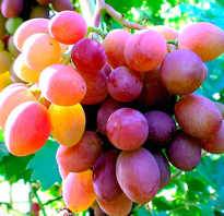 Как справиться с осыпанием винограда