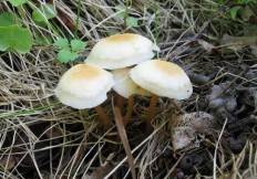 Описание гриба коллибия и его разновидности - мыдачники