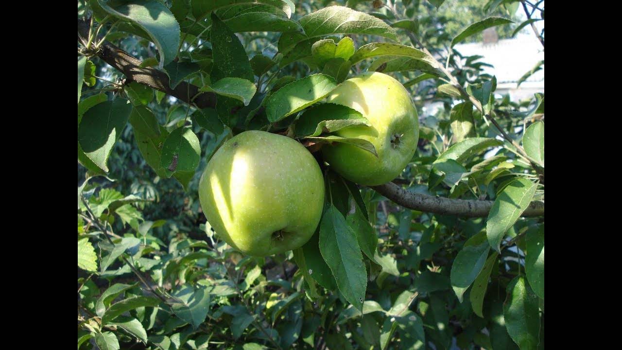 Посадка и секреты выращивания яблони сорта семеренко
