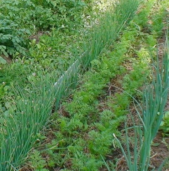 Чернушка: посадка и уход в открытом грунте, выращивание лука