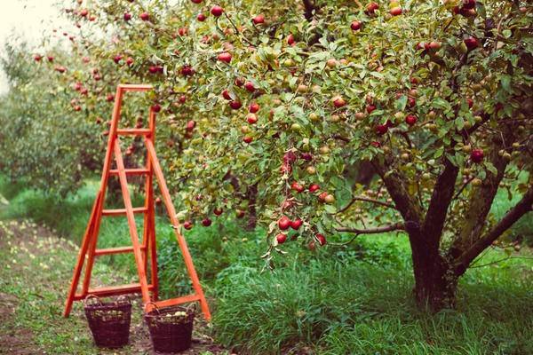 Как правильно посадить яблоню весной