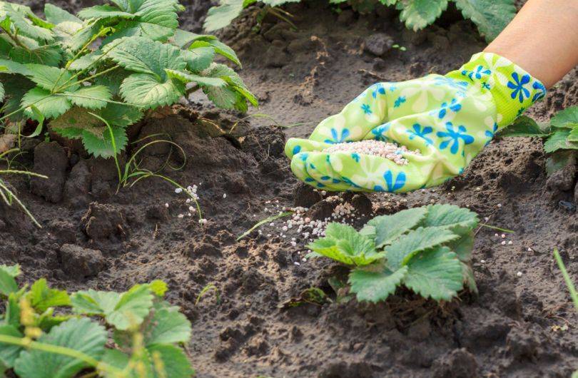 Чем удобрять клубнику весной для получения хорошего урожая