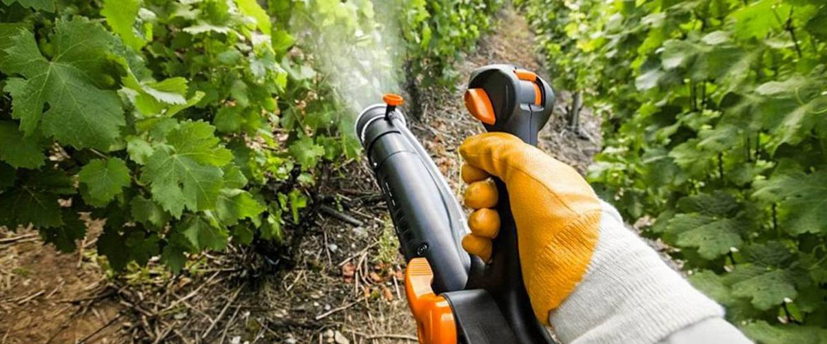 Основные правила обработки винограда осенью от вредителей и болезней.