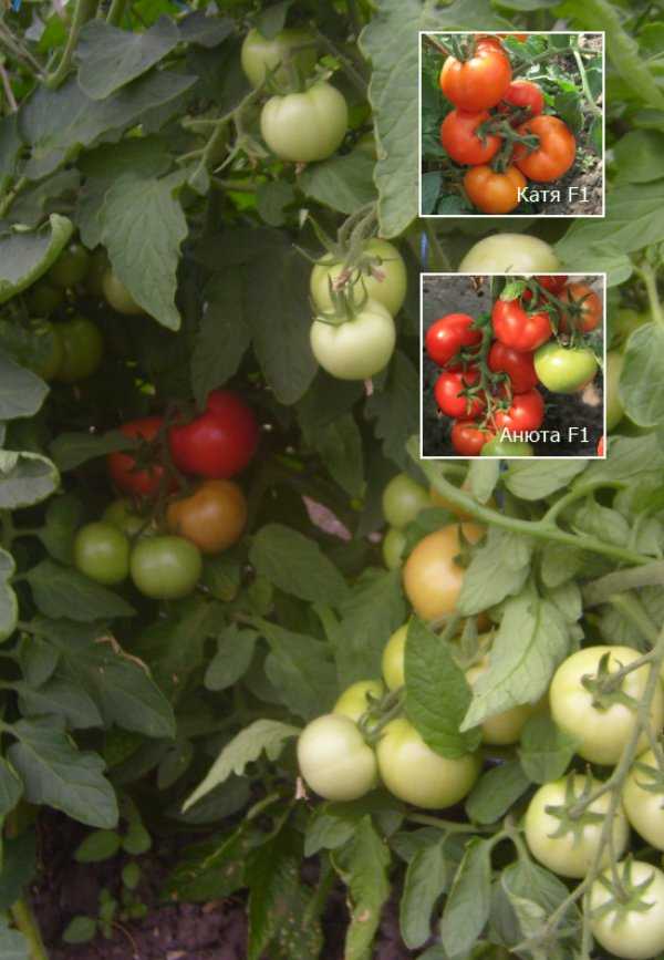 Томат анюта: характеристика и описание сорта, фото помидоров и отзывы дачников о полученном урожае