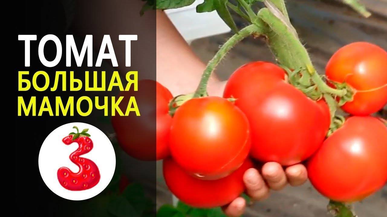 Томат большая мамочка описание сорта фото