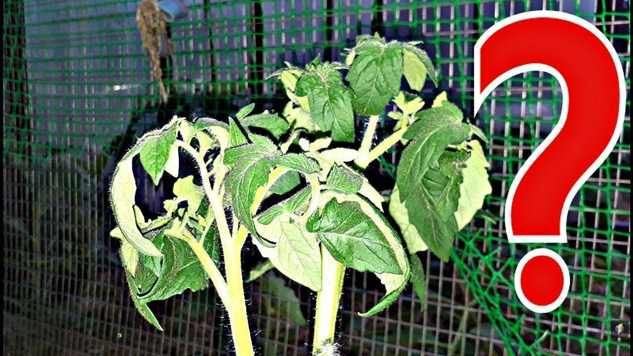 Скручивание листьев у томатов - лечение, причины