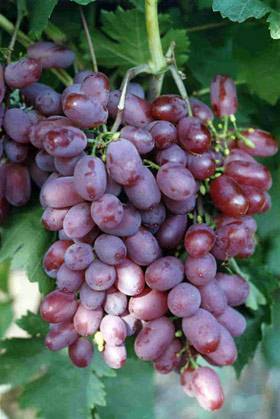 Подробное описание сорта винограда "виктория"