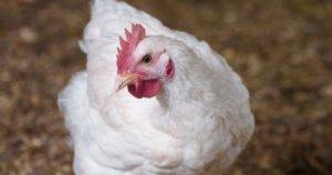 Основные принципы кормления цыплят в домашних условиях с первого дня жизни