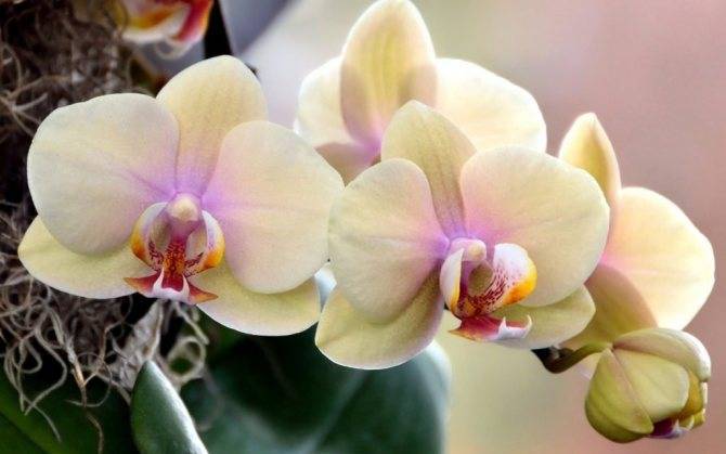 Подходящие удобрения для орхидеи