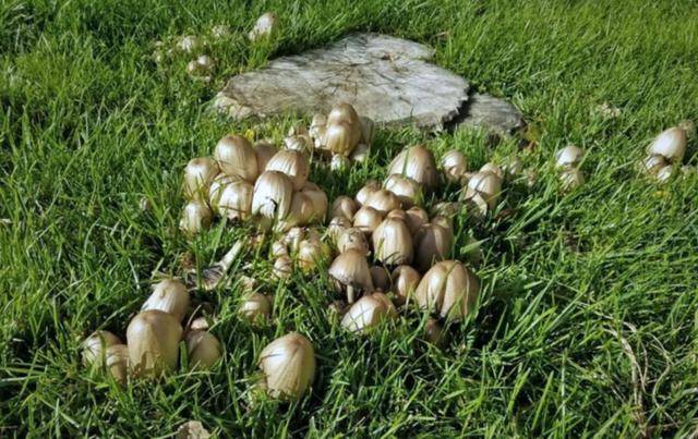 Методы и средства борьбы с грибами на газоне: препараты от поганок