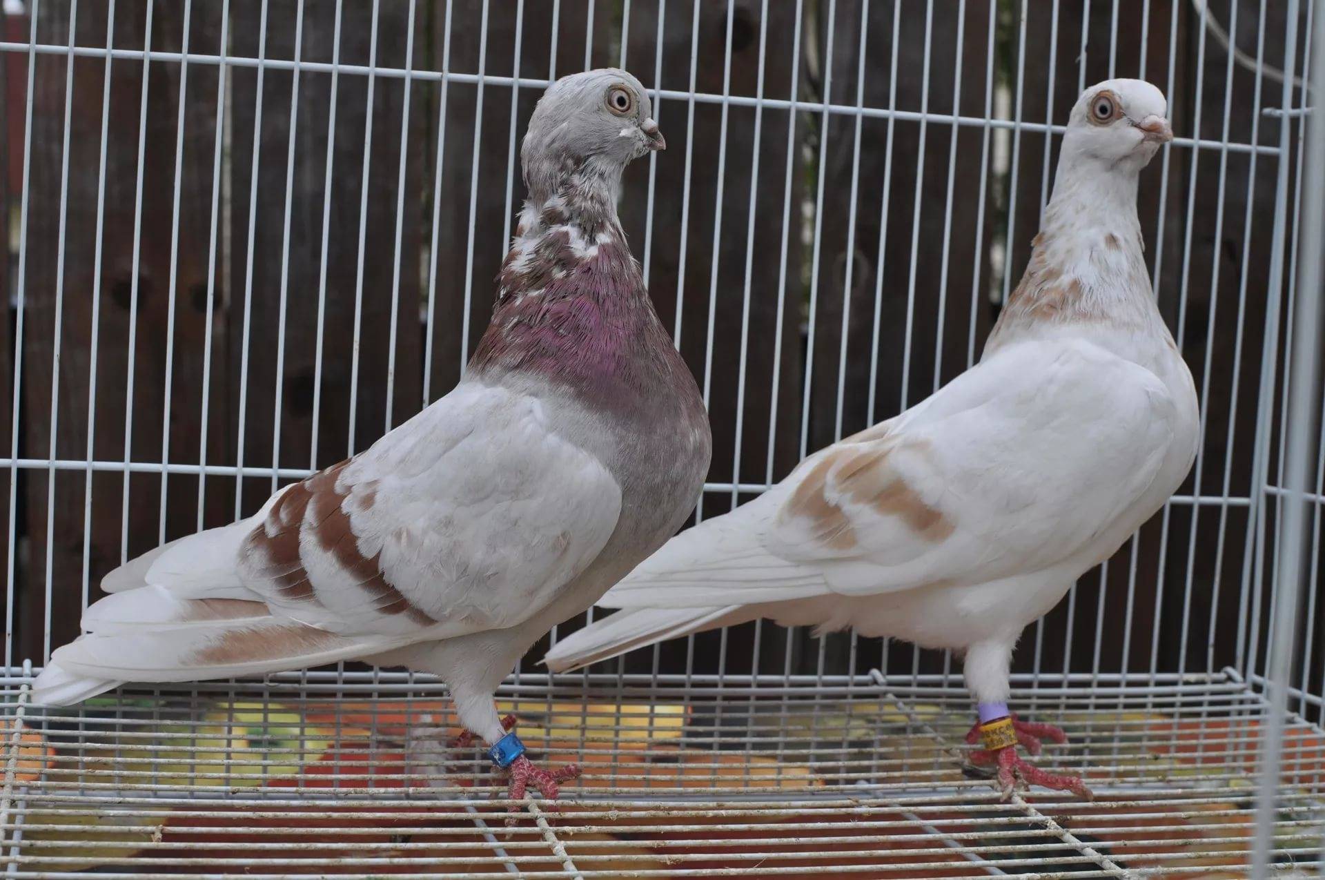 Венгерские высоколётные голуби. неприхотливы, просты, выносливы