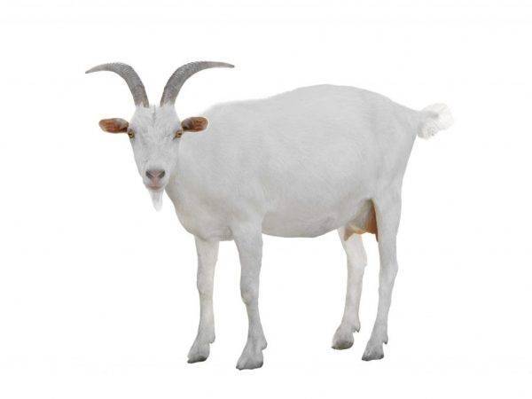 Выделения у козы после окота: причины и что делать, методы лечения