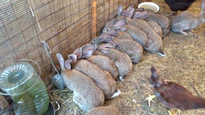 ✅ сколько съедает кролик корма до забоя. кормление кроликов комбикормом: нормы, состав, свойства
