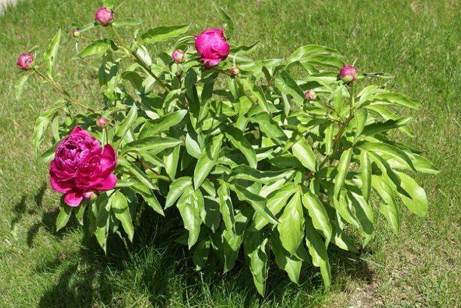 Подкормка пионов весной: чем лучше удобрить для пышного цветения