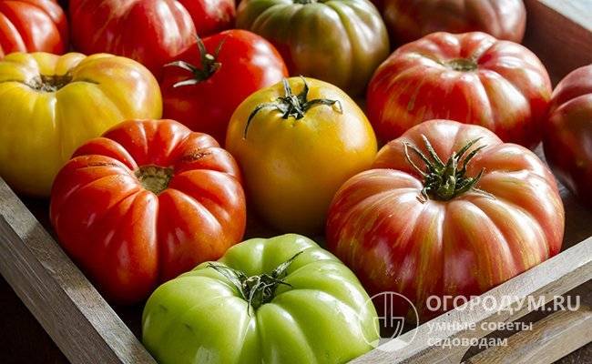 Как хранить помидоры в домашних условиях (в квартире)