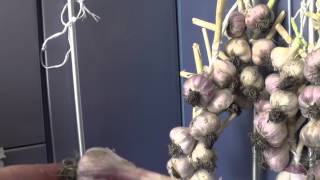 Как вязать косу из чеснока: видео — selok.info
