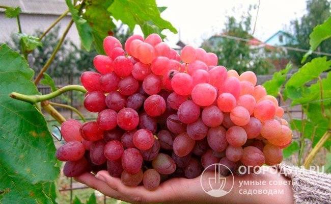 Виноград русбол: описание сорта с характеристикой и отзывами, особенности посадки и выращивания, фото