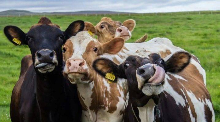 Породы коров и их продуктивные качества
