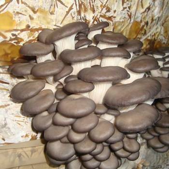 Вырастить на даче белые грибы вполне реально!