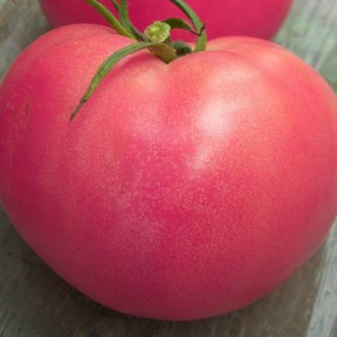 Скороспелые сорта томатов: алфавитный перечень суперранних помидор с рекомендациями по выращиванию в открытом грунте и теплицам русский фермер