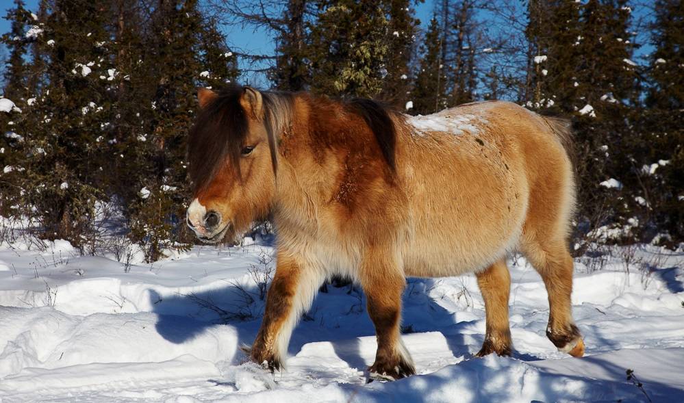 Обзор якутской породы лошадей, ее описание и фото
обзор якутской породы лошадей, ее описание и фото