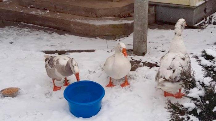 Как правильно содержать гусей в зимний период?
