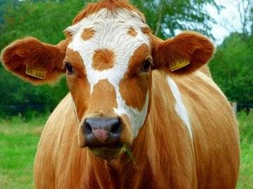 Температура тела коровы: какая считается нормальной и что делать при ее понижении