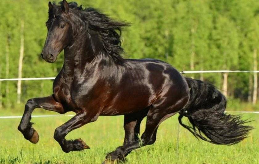 Фризская порода лошадей: история, описание и перспективы развития
