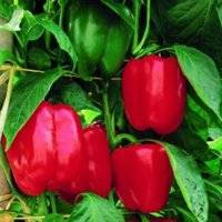 Перец богатырь: характеристика и описание сорта с фото, отзывы о семенах и урожае, особенности выращивания