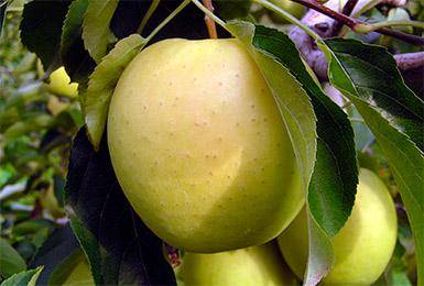 Яблоня голден делишес: описание сорта, фото, отзывы, видео