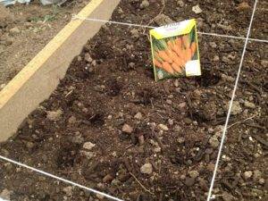 Как посадить морковные семена, чтобы потом не прореживать всходы