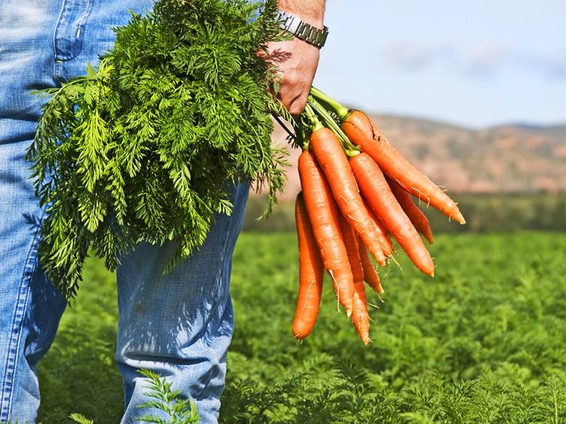 Как посеять морковь весной на грядке чтобы не прореживать