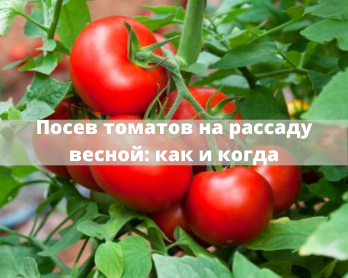Посев помидор на рассаду в 2021 году по лунному календарю: когда сажать, сроки