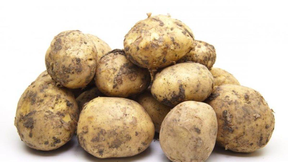 Правильная посадка картофеля: способы, сроки