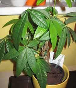 Комнатное растение пахира: фото, уход и размножение в домашних условиях