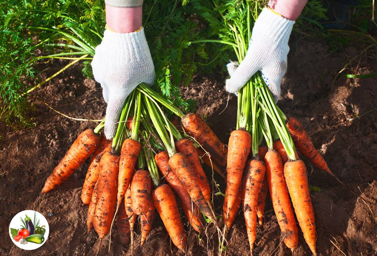 13 лучших способов посадки моркови. как правильно сеять культуру?