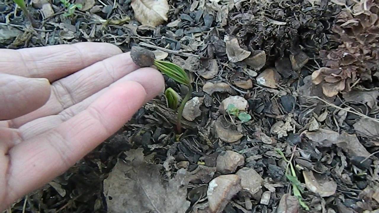 Как вырастить кедр из орешка в домашних условиях. как посадить и ухаживать за растением
