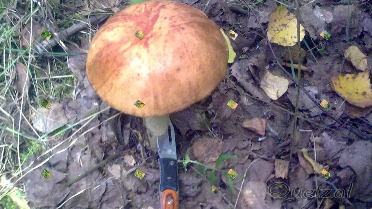 Съедобные грибы белоруссии: +41 фото, описание и как выглядят?