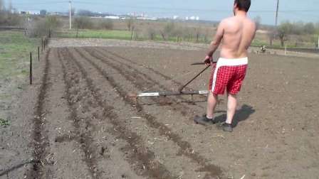 ᐉ норма посадки картофеля на 1 гектар и сотку (в шт. и кг) - roza-zanoza.ru