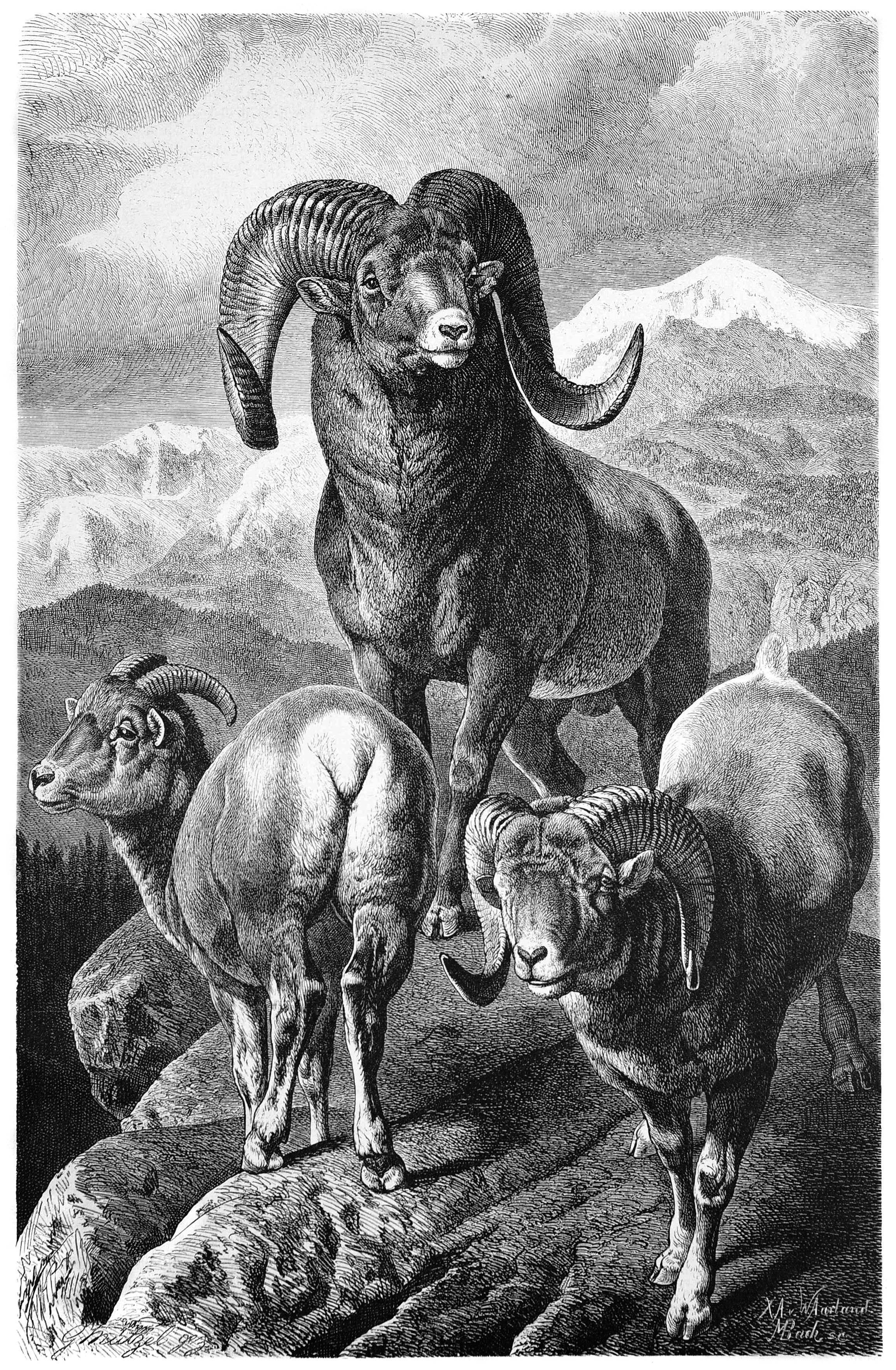 Алтайский горный баран - описание, среда обитания, образ жизни