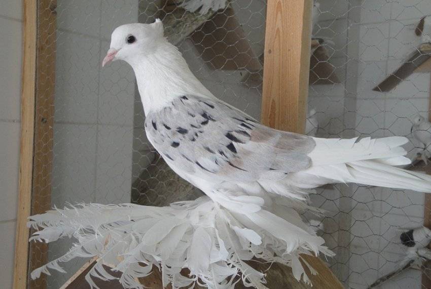 Иранские бойные голуби - энциклопедия владельца птицы