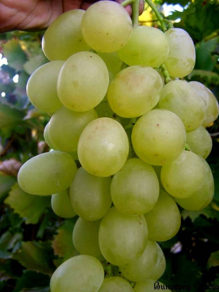 ✅ виноград антоний великий описание сорта фото отзывы - cvetochki-rostov-na-donu.ru